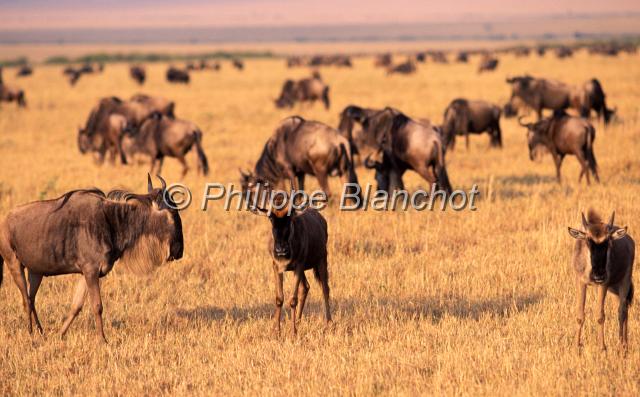 kenya 46.JPG - Gnou bleuBlue WildebeestConnochaetes taurinusRéserve de Masai MaraMasai Mara National ReserveKenya